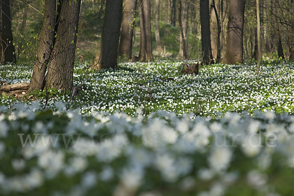 Busch-Windröschen (Anemone nemorosa)