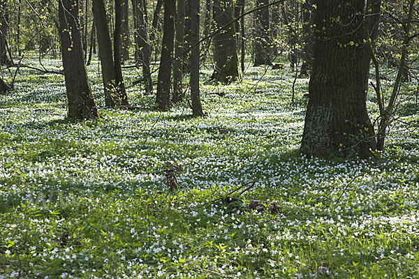 Busch-Windröschen (Anemone nemorosa)