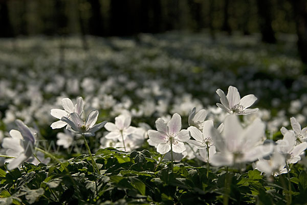 Busch-Windröschen (Anemone nemorosa)