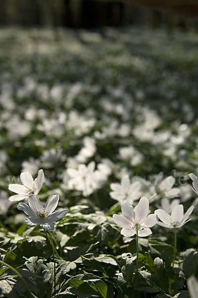 Busch-Windröschen (Anemone nemorosa)