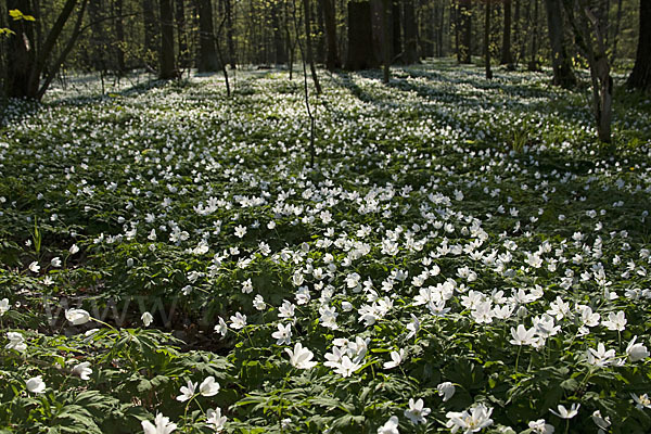 Busch-Windröschen (Anemone nemorosa)