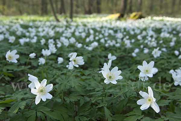 Busch-Windröschen (Anemone nemorosa)