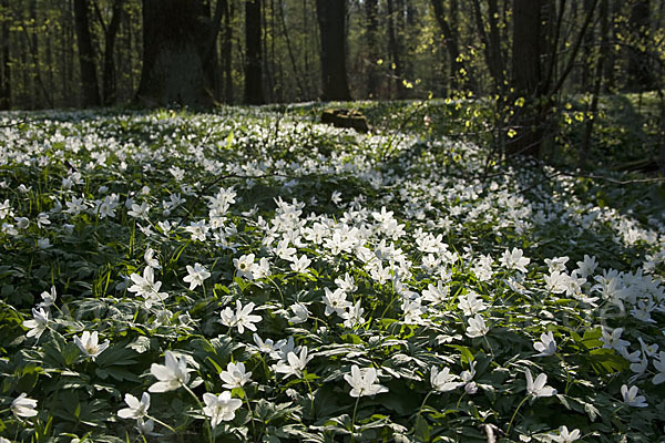 Busch-Windröschen (Anemone nemorosa)