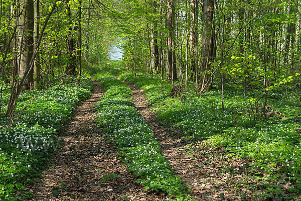 Busch-Windröschen (Anemone nemorosa)