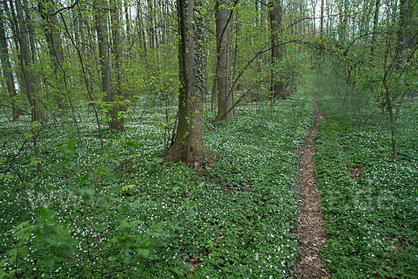 Busch-Windröschen (Anemone nemorosa)