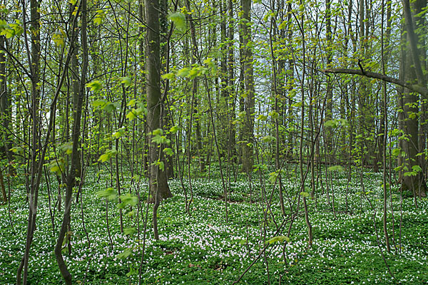 Busch-Windröschen (Anemone nemorosa)