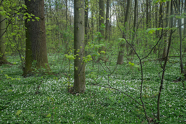 Busch-Windröschen (Anemone nemorosa)