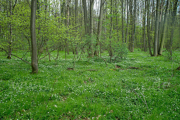 Busch-Windröschen (Anemone nemorosa)