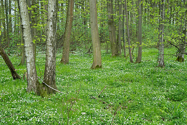 Busch-Windröschen (Anemone nemorosa)