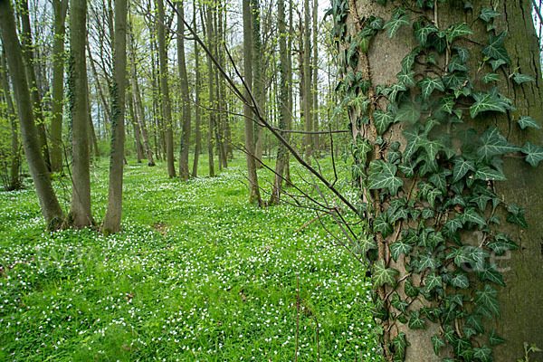 Busch-Windröschen (Anemone nemorosa)