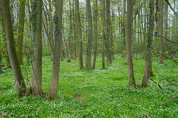 Busch-Windröschen (Anemone nemorosa)