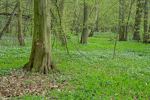 Busch-Windröschen (Anemone nemorosa)