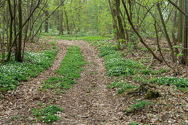 Busch-Windröschen (Anemone nemorosa)