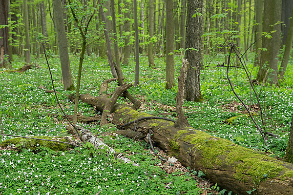 Busch-Windröschen (Anemone nemorosa)