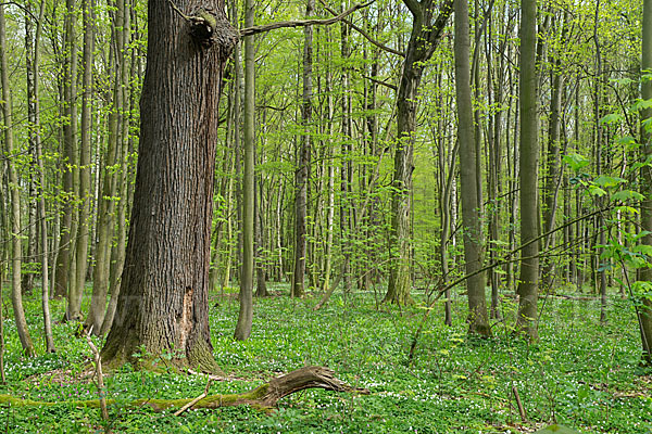 Busch-Windröschen (Anemone nemorosa)