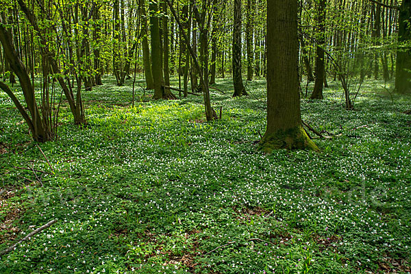 Busch-Windröschen (Anemone nemorosa)