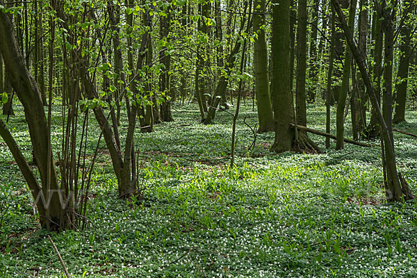 Busch-Windröschen (Anemone nemorosa)