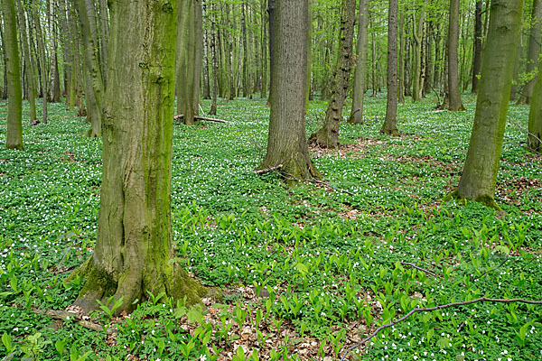 Busch-Windröschen (Anemone nemorosa)