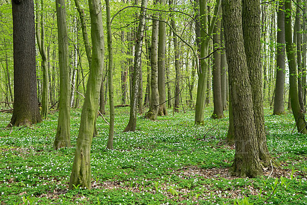 Busch-Windröschen (Anemone nemorosa)