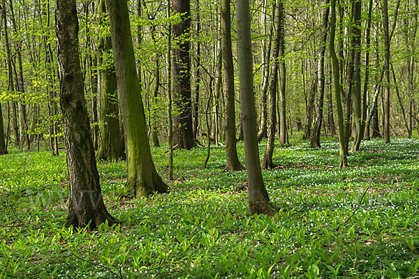 Busch-Windröschen (Anemone nemorosa)