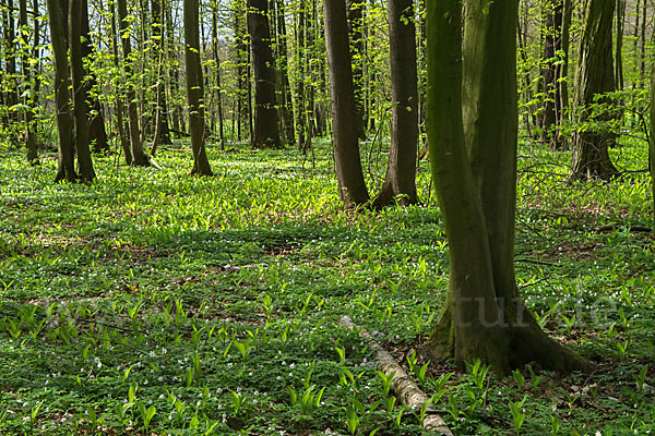 Busch-Windröschen (Anemone nemorosa)