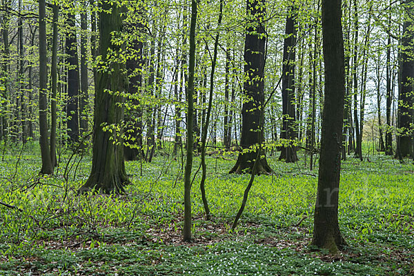 Busch-Windröschen (Anemone nemorosa)