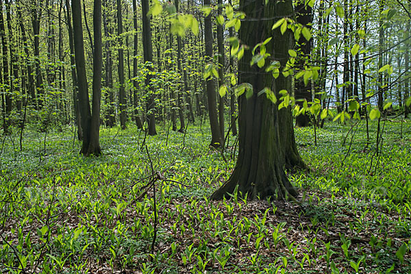 Busch-Windröschen (Anemone nemorosa)