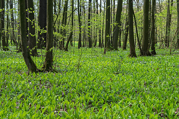 Busch-Windröschen (Anemone nemorosa)