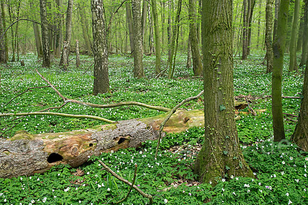 Busch-Windröschen (Anemone nemorosa)