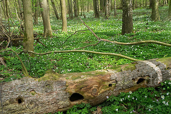 Busch-Windröschen (Anemone nemorosa)