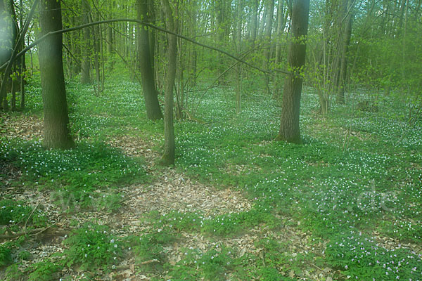 Busch-Windröschen (Anemone nemorosa)