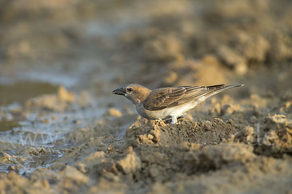 Buschsteinsperling (Gymnoris dentata)