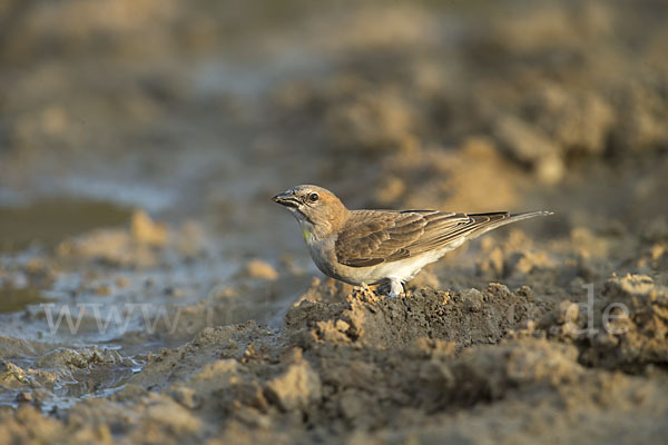 Buschsteinsperling (Gymnoris dentata)