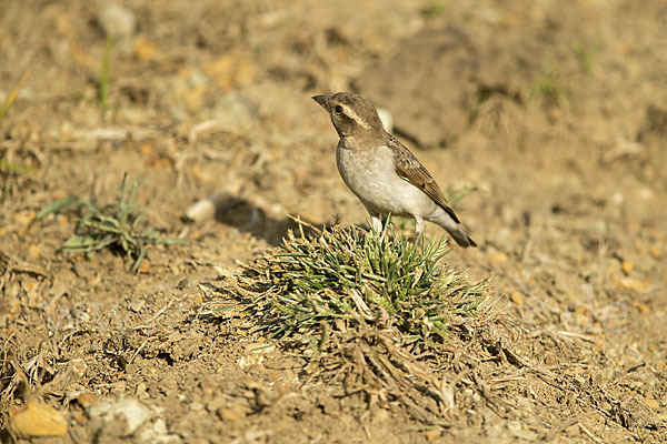 Buschsteinsperling (Gymnoris dentata)