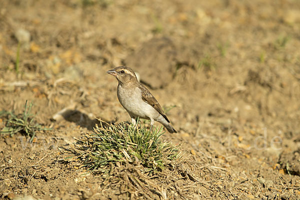 Buschsteinsperling (Gymnoris dentata)