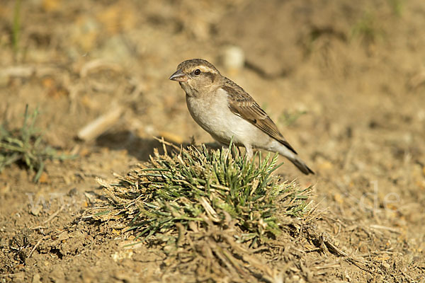 Buschsteinsperling (Gymnoris dentata)