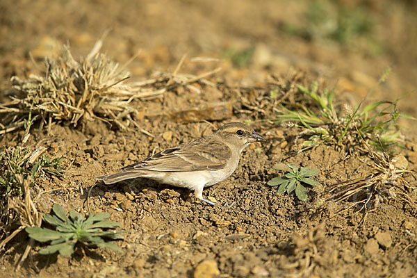 Buschsteinsperling (Gymnoris dentata)