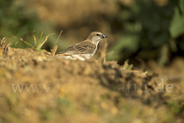 Buschsteinsperling (Gymnoris dentata)