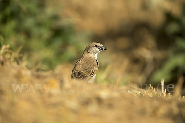 Buschsteinsperling (Gymnoris dentata)