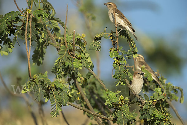 Buschsteinsperling (Gymnoris dentata)