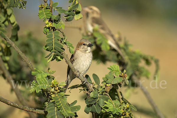 Buschsteinsperling (Gymnoris dentata)