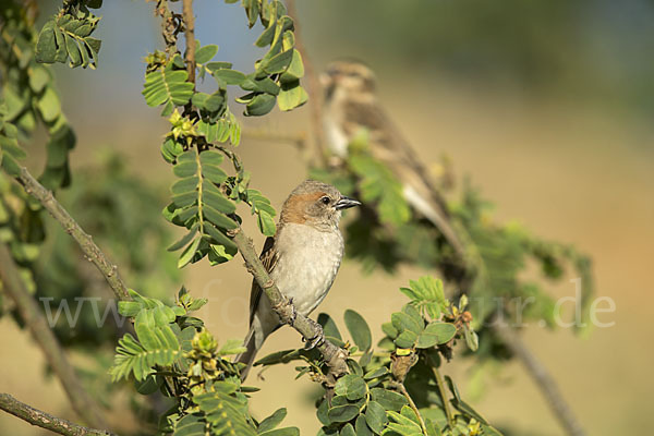 Buschsteinsperling (Gymnoris dentata)