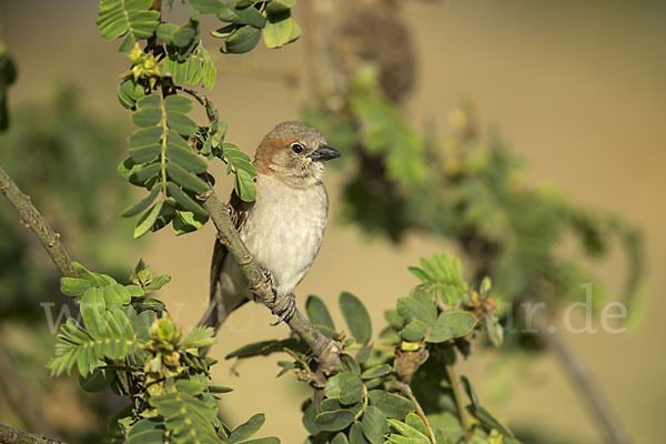 Buschsteinsperling (Gymnoris dentata)