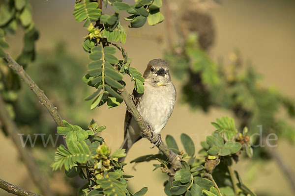 Buschsteinsperling (Gymnoris dentata)