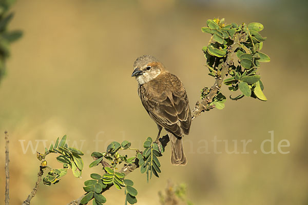 Buschsteinsperling (Gymnoris dentata)