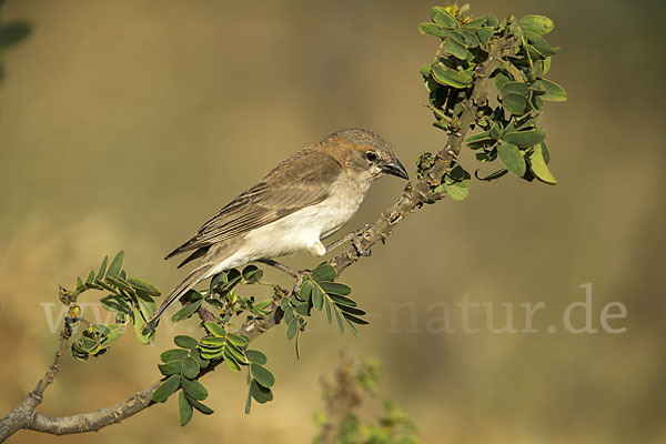 Buschsteinsperling (Gymnoris dentata)