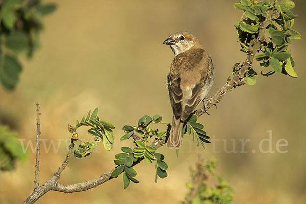 Buschsteinsperling (Gymnoris dentata)