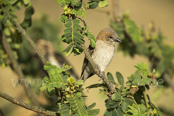 Buschsteinsperling (Gymnoris dentata)