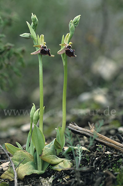 Busen-Ragwurz (Ophrys mammosa)