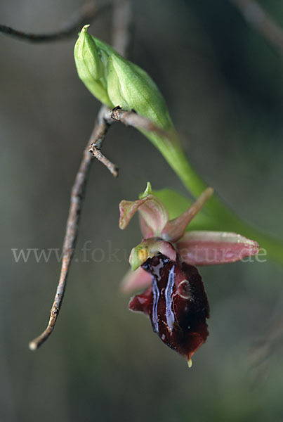 Busen-Ragwurz (Ophrys mammosa)